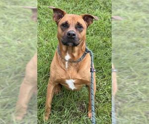 American Staffordshire Terrier Dogs for adoption in Fort Lauderdale, FL, USA