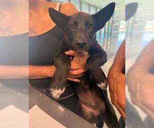 German Shepherd Dog Dogs for adoption in San Martin, CA, USA