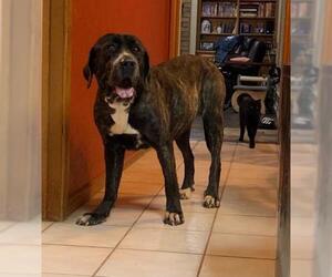 Mastiff Dogs for adoption in BULLARD, TX, USA