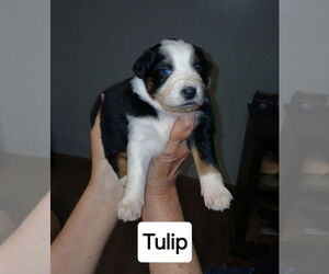 Australian Shepherd-Unknown Mix Dogs for adoption in Aurora, IN, USA