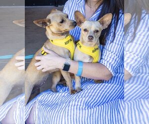 Chihuahua Dogs for adoption in napa, CA, USA