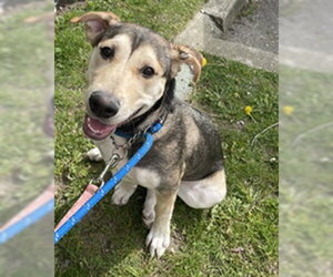 Great Dane-Siberian Husky Mix Dogs for adoption in Vaughan, Ontario, Canada