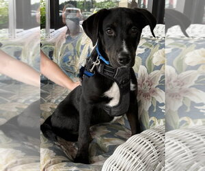 Labrador Retriever-Unknown Mix Dogs for adoption in Mundelein, IL, USA