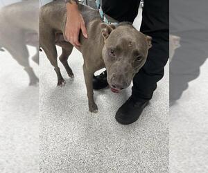 American Pit Bull Terrier Dogs for adoption in Tallahassee, FL, USA