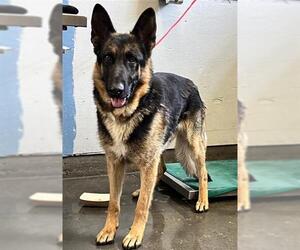 German Shepherd Dog Dogs for adoption in Camarillo, CA, USA