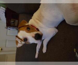 Jack Russell Terrier Dogs for adoption in Forest, VA, USA