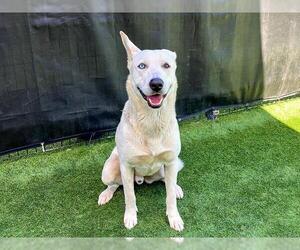 Gerberian Shepsky Dogs for adoption in Orange, CA, USA