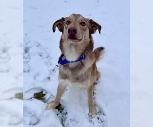 Siberian Husky-Unknown Mix Dogs for adoption in Muskegon, MI, USA