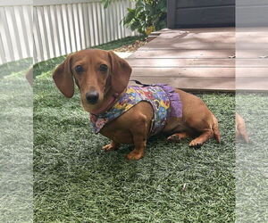 Dachshund Dogs for adoption in Shelbyville, TN, USA