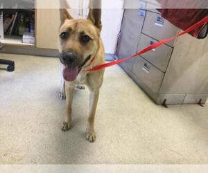 German Shepherd Dog-Unknown Mix Dogs for adoption in Riverside, CA, USA