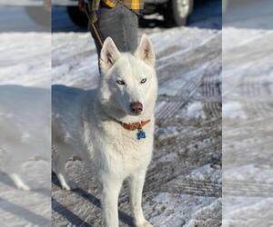 Siberian Husky-Unknown Mix Dogs for adoption in Park Falls, WI, USA