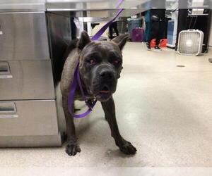 Mutt Dogs for adoption in Riverside, CA, USA