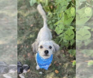 Mutt Dogs for adoption in Rochester, NY, USA