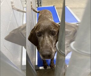 German Shorthaired Pointer Dogs for adoption in Athens, TX, USA