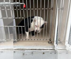 Mutt Dogs for adoption in Louisville, KY, USA