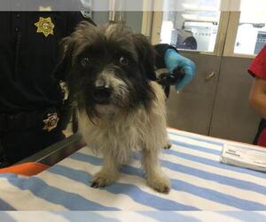 Mutt Dogs for adoption in Riverside, CA, USA