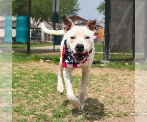 American Staffordshire Terrier-Unknown Mix Dogs for adoption in San Antonio, TX, USA