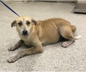 Labrador Retriever-Unknown Mix Dogs for adoption in Conroe, TX, USA