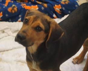 Black and Tan Coonhound-Unknown Mix Dogs for adoption in Monroeville, AL, USA
