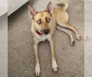 Unknown-white german shepherd Mix Dogs for adoption in Austin, TX, USA