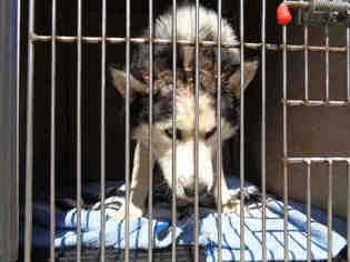 Alaskan Malamute Dogs for adoption in Oklahoma City, OK, USA