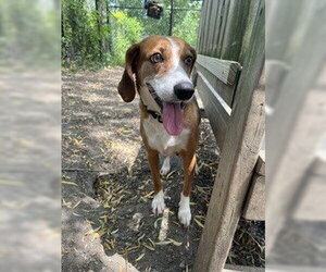 Beagle-Unknown Mix Dogs for adoption in Elmsford, NY, USA