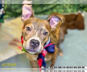 American Pit Bull Terrier Dogs for adoption in West Palm Beach, FL, USA