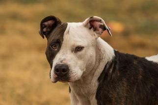 American Pit Bull Terrier Dogs for adoption in Chouteau, OK, USA
