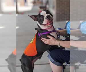 Boston Terrier Dogs for adoption in Lawrenceville, NJ, USA