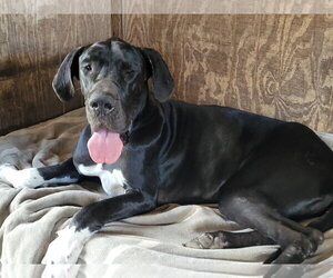 Great Dane Dogs for adoption in Palm Beach, FL, USA