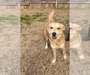 Golden Labrador Dogs for adoption in Wakefield, RI, USA