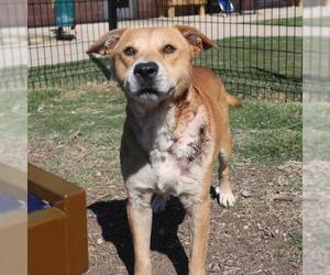 Black Mouth Cur-Unknown Mix Dogs for adoption in San Antonio, TX, USA
