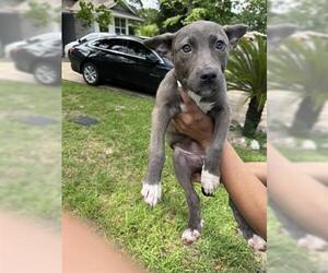 American Pit Bull Terrier-Unknown Mix Dogs for adoption in Houston, TX, USA