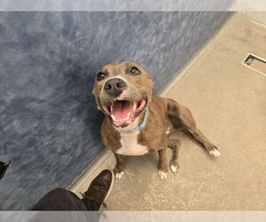 American Pit Bull Terrier-Unknown Mix Dogs for adoption in Fort Collins, CO, USA