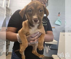 Australian Shepherd-Unknown Mix Dogs for adoption in Washington, DC, USA