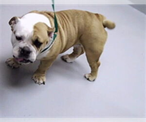 Bulldog Dogs for adoption in St. Cloud, FL, USA