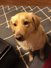 Medium Photo #1 Golden Retriever Puppy For Sale in FORT WORTH, TX, USA