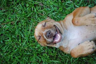 Medium Photo #1 Beagle-Unknown Mix Puppy For Sale in Wetumpka, AL, USA