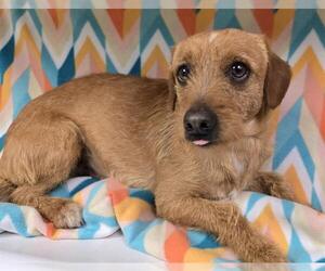 Dachshund-Unknown Mix Dogs for adoption in HESPERIA, CA, USA