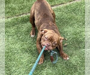 American French Bull Terrier Dogs for adoption in danville, CA, USA