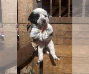 Australian Shepherd-Unknown Mix Dogs for adoption in Mouth Of Wilson, VA, USA