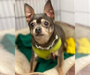 Chihuahua Dogs for adoption in Brights Grove, Ontario, Canada