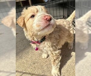 Labrador Retriever Dogs for adoption in Brewster, NY, USA