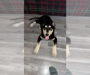 Siberian Husky-Unknown Mix Dogs for adoption in Duluth, MN, USA