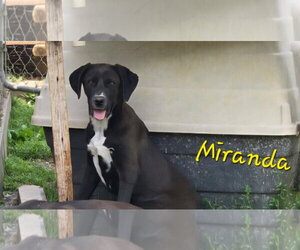 Labrador Retriever-Unknown Mix Dogs for adoption in Rutledge, TN, USA