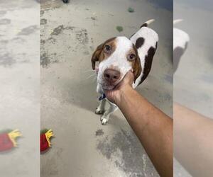 Treeing Walker Coonhound-Unknown Mix Dogs for adoption in Tallahassee, FL, USA