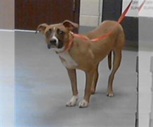 American Pit Bull Terrier Dogs for adoption in Fayetteville, NC, USA