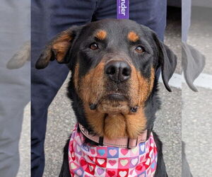 Rottweiler Dogs for adoption in Hillsboro, NH, USA