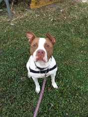 American Pit Bull Terrier Dogs for adoption in Glen Haven, WI, USA
