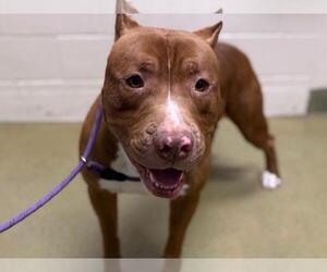 American Pit Bull Terrier-Unknown Mix Dogs for adoption in Moreno Valley, CA, USA